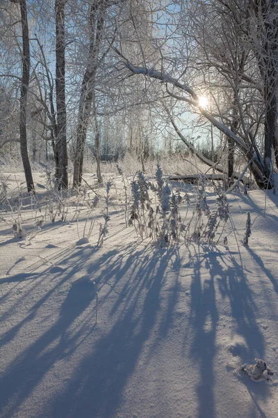 Geada em galhos de árvore em floresta de inverno — Fotografia de Stock