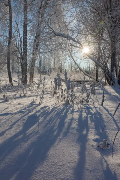 Frost on tree branches in winter forest — Stock Photo, Image