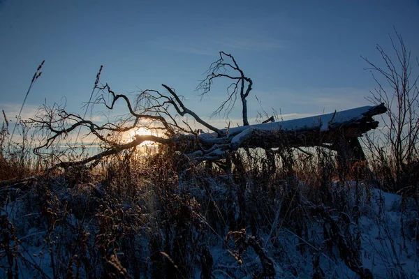 El sol brilla a través de las ramas de un árbol nevado caído Fotos De Stock