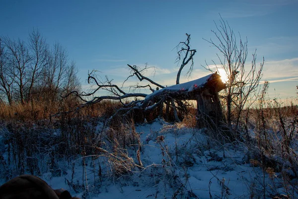 El sol brilla a través de las ramas de un árbol nevado caído Imagen De Stock