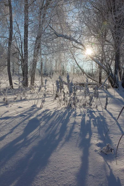 Hielo en las ramas de los árboles en el bosque de invierno Imagen De Stock