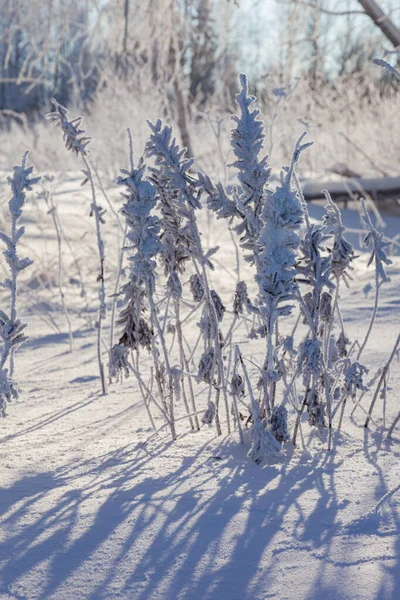 Hielo en las ramas de los árboles en el bosque de invierno Imágenes De Stock Sin Royalties Gratis