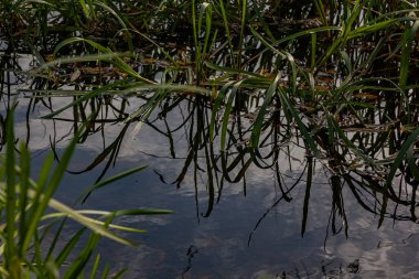 Gri sonbahar nehri kıyıda