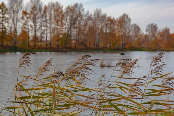 Gray Autumn River Shore — Stock Photo, Image