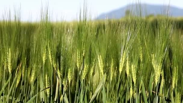 Campo de trigo verde em movimento — Vídeo de Stock