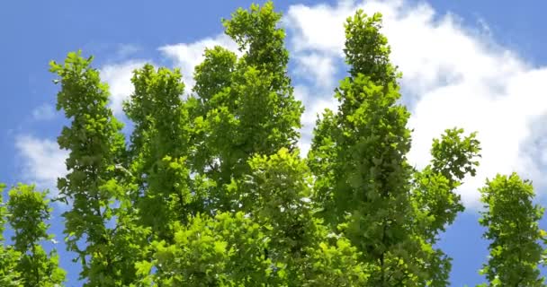 4K Ramas de árboles y follaje ondeando al viento — Vídeo de stock