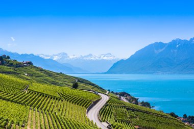Lavaux bölgesi - Terrasses de Lavaux teraslar, Switz üzüm bağları