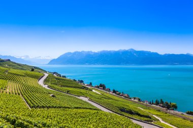 Lavaux bölgesi - Terrasses de Lavaux teraslar, Switz üzüm bağları