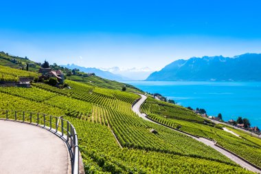 Lavaux bölgesi - Terrasses de Lavaux teraslar, Switz üzüm bağları