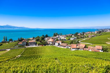 Lavaux bölgesi - Terrasses de Lavaux teraslar, Switz üzüm bağları