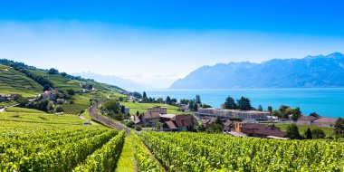 Lavaux bölgesi - Terrasses de Lavaux teraslar, Switz üzüm bağları