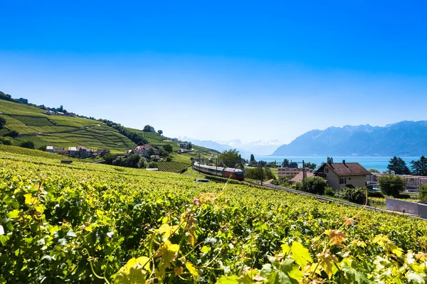 Vinice Lavaux regionu - Terrasses de Lavaux terasy, Switz — Stock fotografie