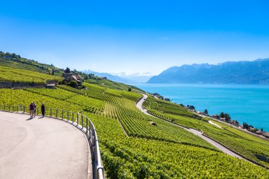 Lavaux bölgesi - Terrasses de Lavaux teraslar, Switz üzüm bağları