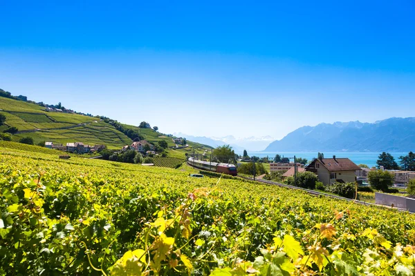Weinberge in der Lavaux-Region - terrasses de lavaux terrassen, switz — Stockfoto