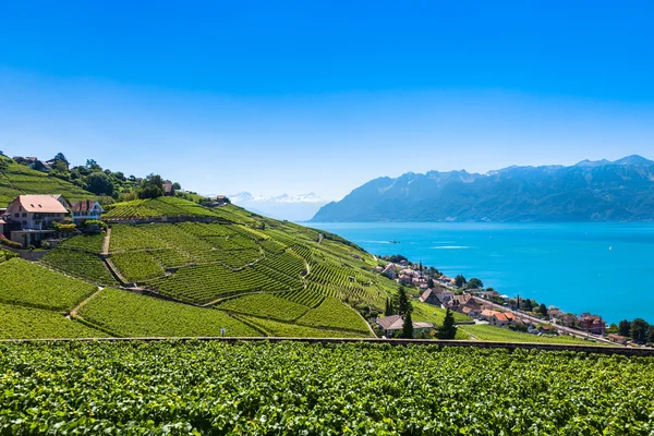 Viñedos en la región de Lavaux - Terrazas de Lavaux, Suiza —  Fotos de Stock