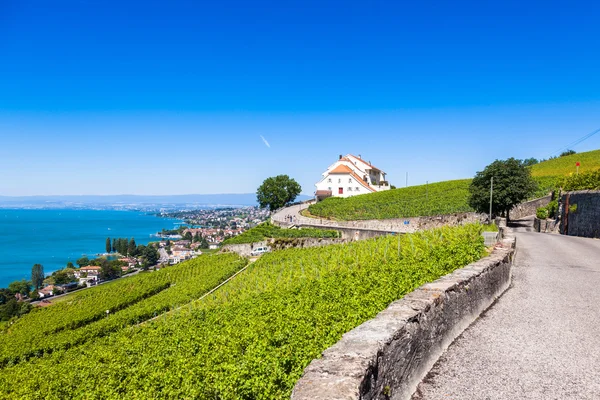 Wijnbergen in Lavaux-gebied - Terrasses de Lavaux terrassen, Switz — Stockfoto