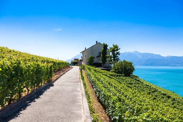 Wijnbergen in Lavaux-gebied - Terrasses de Lavaux terrassen, Switz — Stockfoto