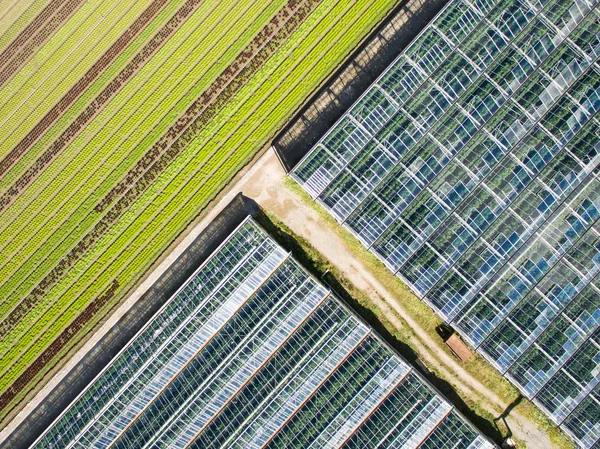 Hava tarım görünümü greenho ve marul üretim alanı — Stok fotoğraf