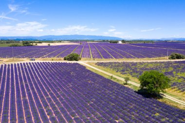 Fransa 'nın güneyindeki Valensole' daki lavanta tarlalarının hava manzarası