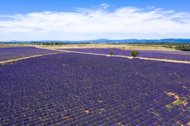 Fransa 'nın güneyindeki Valensole' daki lavanta tarlalarının hava manzarası