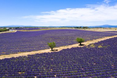 Fransa 'nın güneyindeki Valensole' daki lavanta tarlalarının hava manzarası