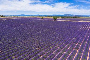 Fransa 'nın güneyindeki Valensole' daki lavanta tarlalarının hava manzarası