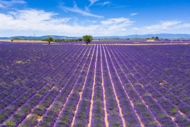 Fransa 'nın güneyindeki Valensole' daki lavanta tarlalarının hava manzarası