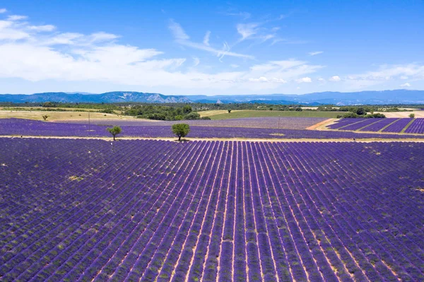 Fransa 'nın güneyindeki Valensole' daki lavanta tarlalarının hava manzarası