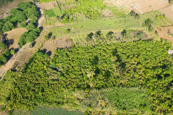 Kokosnoot Suiker Canne Plantage Nabij Calheta Sao Miguel Santiago Eiland — Stockfoto