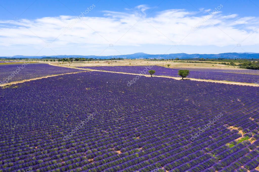 Aerial view of lavender fields in Valensole in South of France