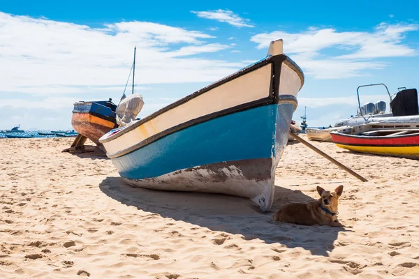 Cane che riposa davanti a una barca da pesca nella spiaggia di Santa Maria a Sa — Foto Stock
