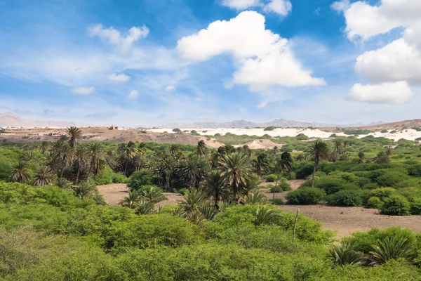 Oasis near  Viana desert, Boavista - Cape Verde — Stock Photo, Image