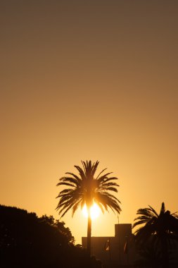 Güzel güneş ayarı arkasında bir palmiye ağacı