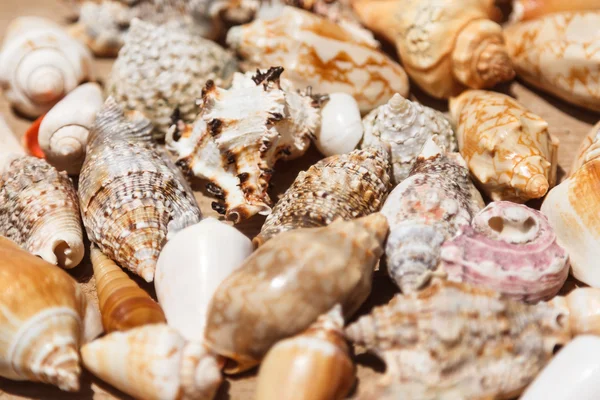 Sea shells close up in Santa Maria beach in Cape Verde — Stok Foto