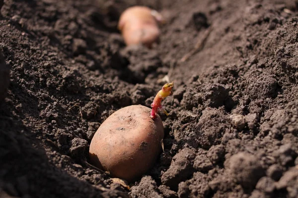 Potato is in the field — Stock Photo, Image