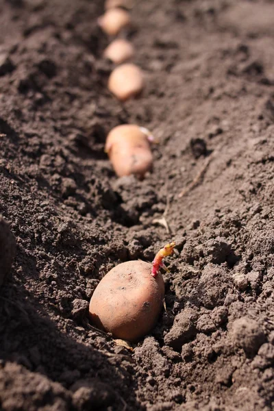 Potato is in the field — Stock Photo, Image