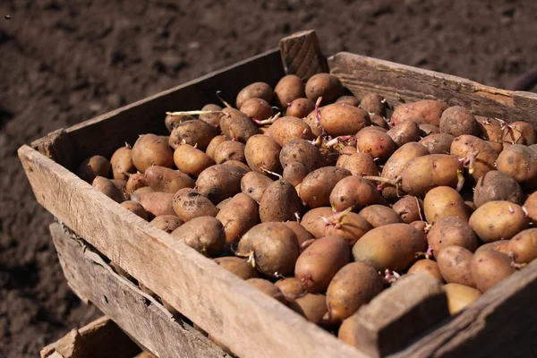 Patates kutun Ekim için