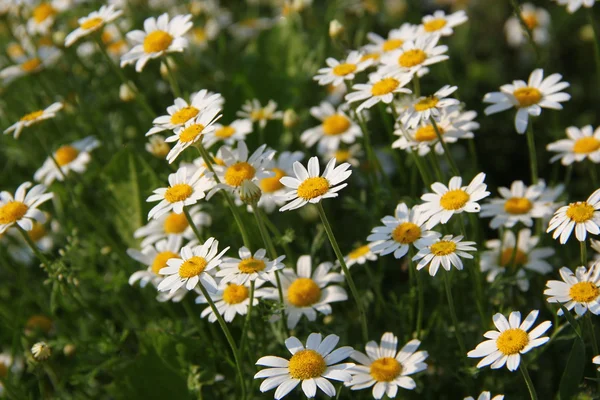 Beyaz camomiles are içinde tarla