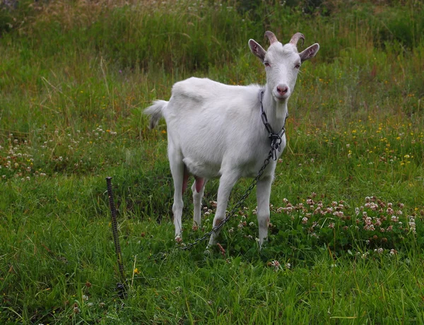 The White goat — 스톡 사진