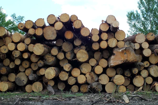 Het bos is een ronde-hout — Stockfoto