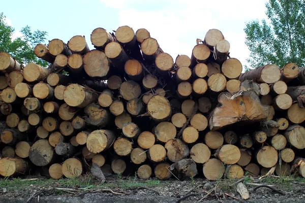 Skogen är en runda-trä — Stockfoto