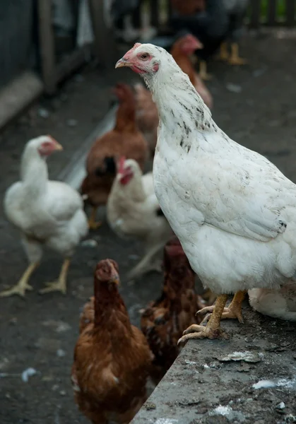 Poultry farming — Stock Photo, Image