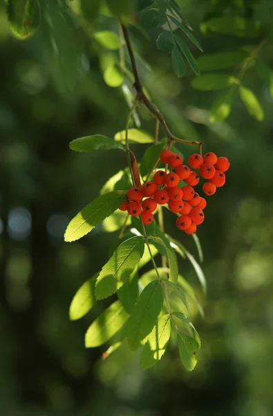 Branch of wild ash — Stock Photo, Image