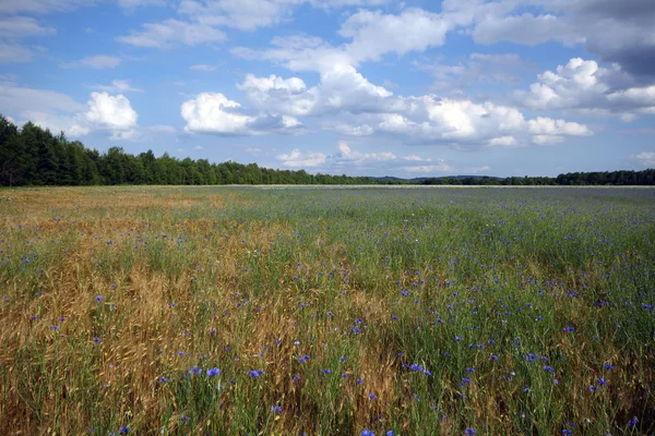 Kukkakaali — kuvapankkivalokuva