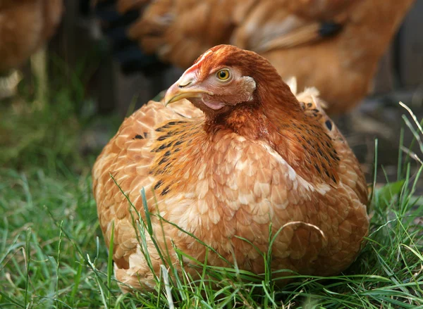 Una gallina está sobre una hierba verde Imagen De Stock