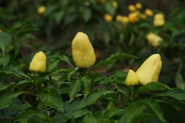 Zoete peper op een bedje — Stockfoto