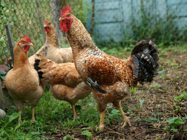 Family of chicken