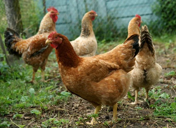 Familj av kyckling — Stockfoto