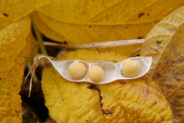 Soy-bean seed — Stock Photo, Image