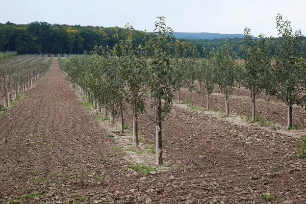 Young apple-tree garden — Stock Photo, Image